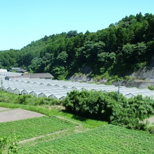 株式会社久保水産　大崎養鰻場